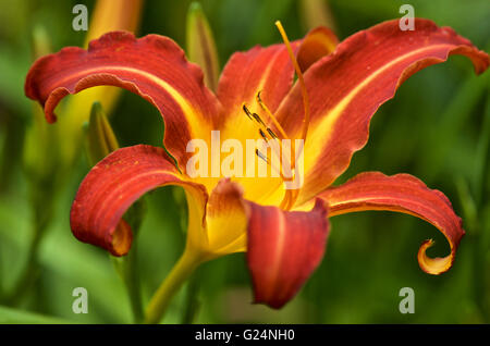 Hemerocallis fulva hémérocalle Banque D'Images