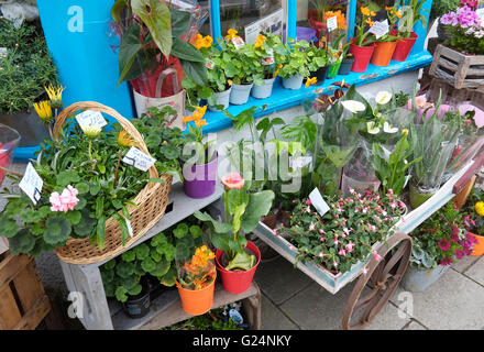 Affichage floral à l'extérieur à un fleuriste à sheringham, North Norfolk, Angleterre Banque D'Images