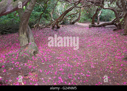 Rhododendron rose pétales sur le sol Banque D'Images