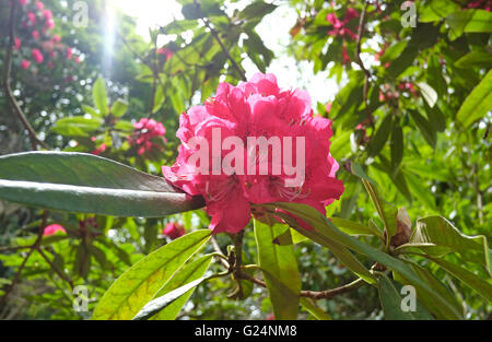 Fleur rhododendron rose Banque D'Images