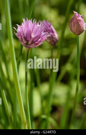 La ciboulette fleurs sur un arrière-plan flou vert Banque D'Images