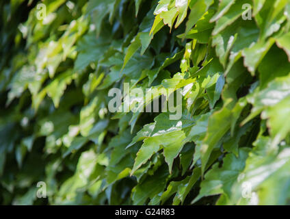 Fond vert de feuilles de lierre Banque D'Images