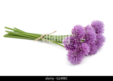 La ciboulette fleurs isolé sur fond blanc Banque D'Images