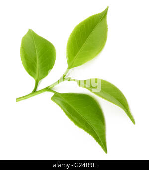 Plateau brin isolé sur fond blanc Banque D'Images