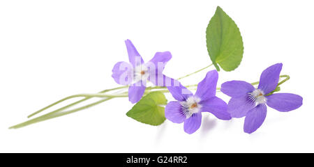 Violette odorante viola, isolé sur fond blanc Banque D'Images