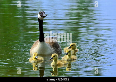 Bernache du Canada (Branta canadensis) natation et oisons dans le lac au printemps Banque D'Images