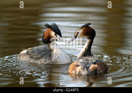 Grèbe huppé (Podiceps cristatus) couple natation dans l'étang au printemps Banque D'Images