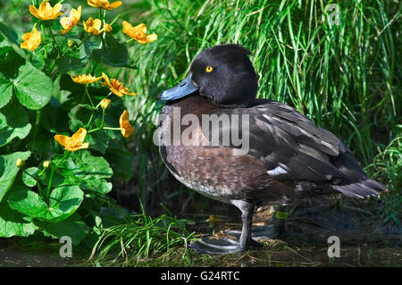 Le phoque annelé fuligule morillon (Aythya fuligula) femmes reposant sur Lake Shore Banque D'Images