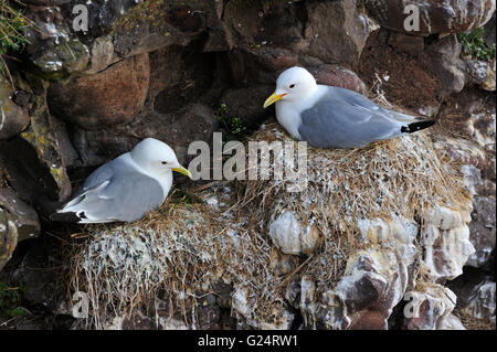 La Mouette tridactyle (Rissa tridactyla) nichant sur son nid sur la mer en saillie rocheuse falaise le long de la côte de l'Atlantique Nord Banque D'Images