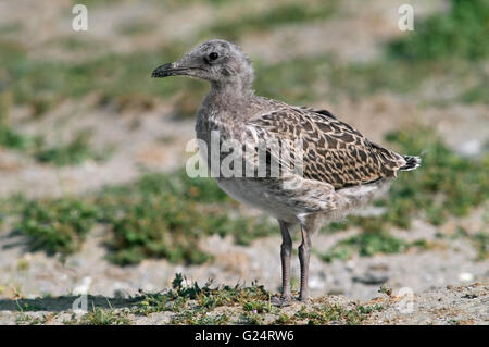 Moindre Goéland marin (Larus fuscus) jeune dans les dunes le long de la côte de la mer du Nord Banque D'Images