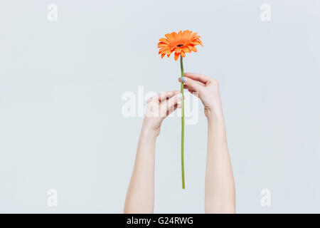 Les mains tenant gerber rouge isolé sur fond blanc Banque D'Images