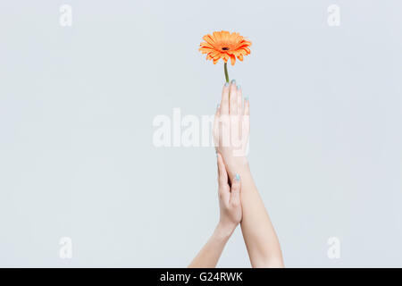 Femme hands holding flower isolated on a white background Banque D'Images