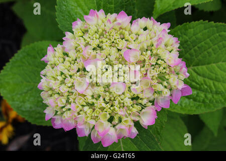 Hortensias sont extrêmement vigoureux, à longue durée de vie des arbustes qui offrent des fleurs extravagantes et varié tout au long de l'été et en automne. Banque D'Images