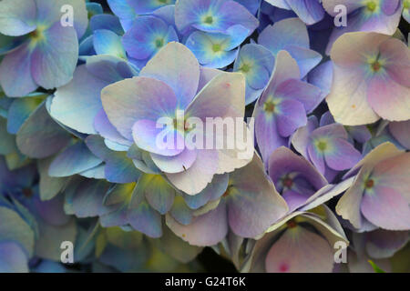 Hortensias sont extrêmement vigoureux, à longue durée de vie des arbustes qui offrent des fleurs extravagantes et varié tout au long de l'été et en automne. Banque D'Images