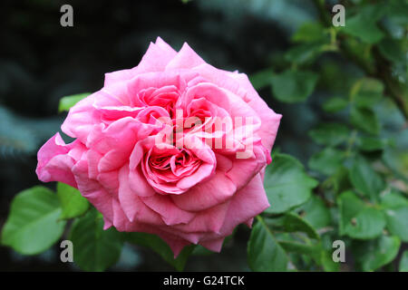 Une rose est une plante vivace ligneuse du genre Rosa, de la famille des Rosacées, ou la fleur qu'elle porte. Banque D'Images