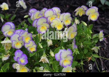 Le jardin pansy est un type de grande fleur plante hybride cultivé comme une fleur de jardin. Banque D'Images