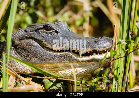 Gros plan sur un alligator dans les Everglades de Floride. Banque D'Images