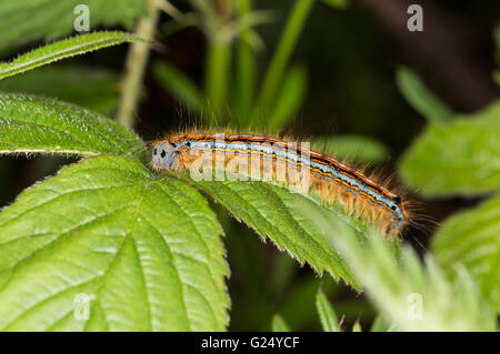 Lackey Moth Caterpillar sur Bramble Leaf Banque D'Images