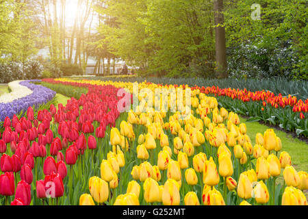 Beau bouquet de tulipes. tulipes colorées tulipes au printemps. Banque D'Images