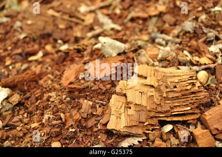 La texture des fragments de bois Banque D'Images