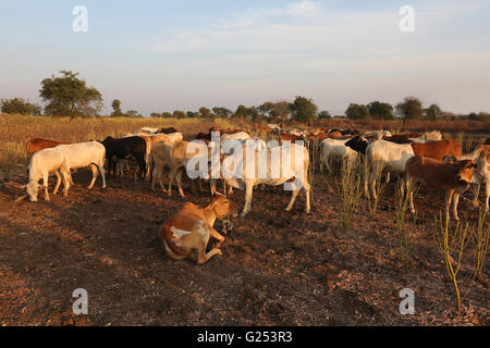 ANDH TRIBE - vaches dans le champ. ( Dahivad Paluwadi Moje ) Village, Maharashtra, Inde Banque D'Images