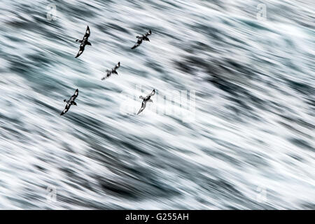 Cap Pétrels volant en formation à grande vitesse Passage de Drake, le sud de l'Ocean Banque D'Images