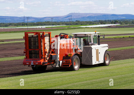 AutoStack Trebro II haute production ultime gazon automatique, l'ensileuse à Burscough, Lancashire, Royaume-Uni. Culture commerciale de gazon, vert, herbe, nature, pelouse, croître, plante, la croissance, l'arrière-plan, champ, pré, printemps, été, Jardin, naturel, l'environnement, sur les terres louées en tant que culture de rotation. Banque D'Images