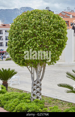 Un "Panier" ou "arbre arbre Cirque' créé par greffage d'arbres différents afin qu'ils bond et de grandir ensemble. Fethiye, Turquie. Banque D'Images