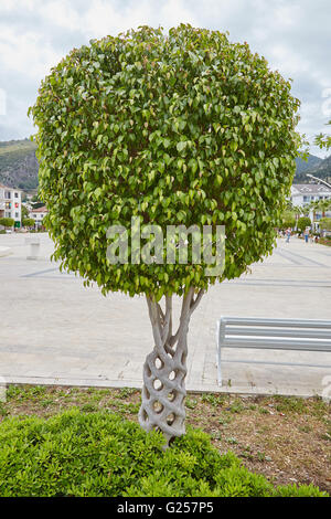 Un "Panier" ou "arbre arbre Cirque' créé par greffage d'arbres différents afin qu'ils bond et de grandir ensemble. Fethiye, Turquie. Banque D'Images