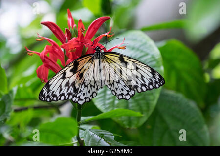 Beau noir et blanc papillon de papier de riz ou d'une idée Leuconoe, sur fleur rose Banque D'Images