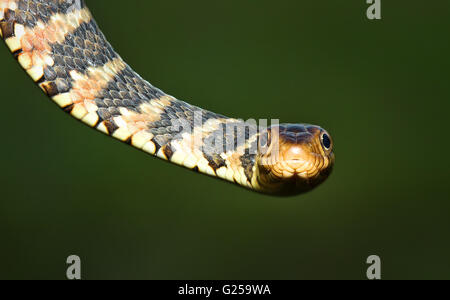 Portrait d'un serpent d'eau à bandes de Floride (Nerodia fasciata pictiventris), Floride, États-Unis Banque D'Images
