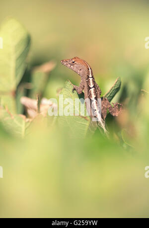 Portrait de Brown Anole (Anolis sagrei), Sarasota, Floride, États-Unis Banque D'Images