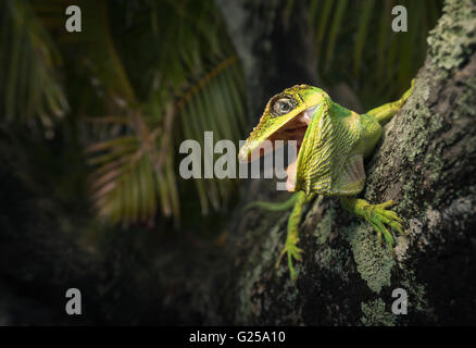 Chevalier Anole lizard (Anolis equestris) sur arbre, Everglades, Floride, États-Unis Banque D'Images