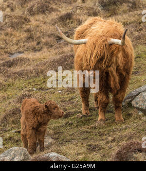 Highland vache and veau, Isle of Harris, Écosse, Royaume-Uni Banque D'Images