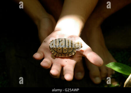 Boy holding leopard tortoise hatchling dans la paume de sa main Banque D'Images