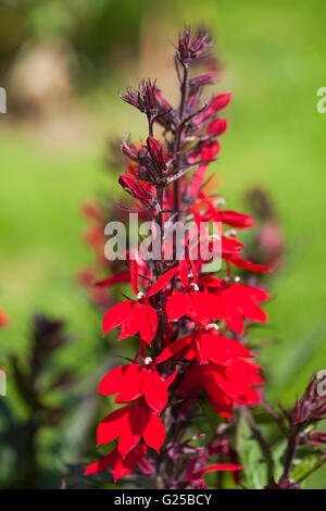 Lobelia speciosa Ecarlate Lobelis tres jolie fleur dans un jardin en Juillet Banque D'Images