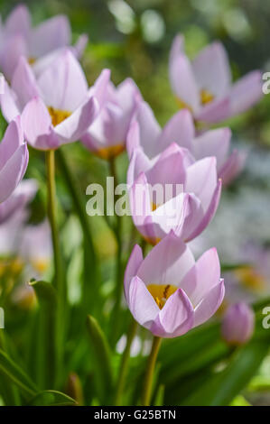 Rien de doux tons roses et tulipes jaune Banque D'Images