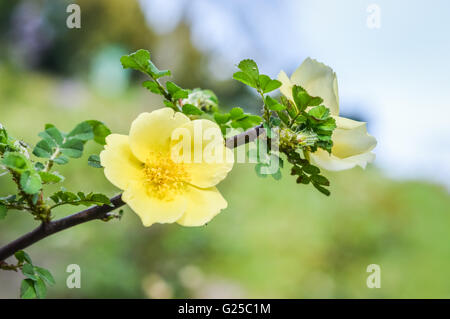 Rosa xanthina 'Canary Bird' Banque D'Images