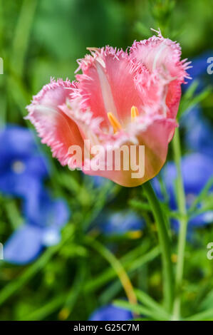 Belle fleur tulipe rose à franges Banque D'Images