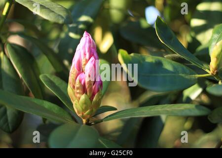 Rhododendron bud en attente pour fleurir au printemps Banque D'Images