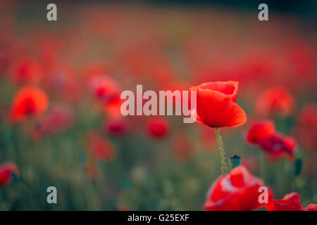 Paysage avec beau coucher de soleil sur champ de coquelicots Banque D'Images