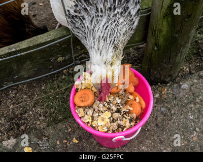 Bénéficiant d'un seau de poulet de nourriture à Christmas Tree Farm Banque D'Images