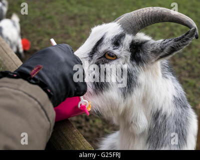 La chèvre étant nourrie avec un seau de nourriture à la ferme d'arbre de Noël Kent Banque D'Images