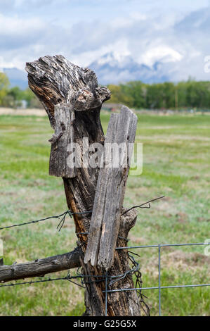 Barbelés sur meadow ranch fencepost en bois ; le centre du Colorado, USA Banque D'Images