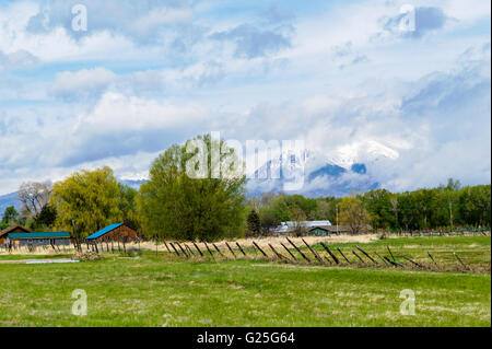 Les grands peupliers le long ranch pâturage avec des montagnes enneigées au-delà Banque D'Images
