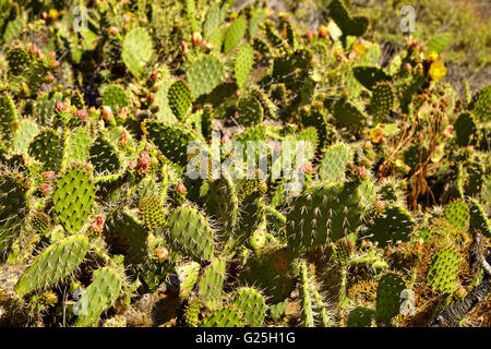 Cactus à fleurs et fleurs sauvages couverture indienne Banque D'Images