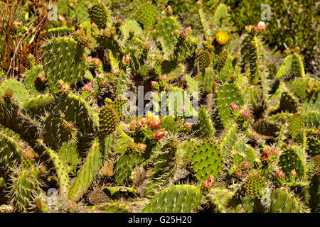 Cactus à fleurs et fleurs sauvages couverture indienne Banque D'Images