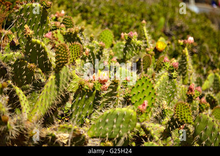 Cactus à fleurs et fleurs sauvages couverture indienne Banque D'Images