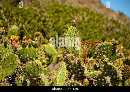 Cactus à fleurs et fleurs sauvages couverture indienne Banque D'Images