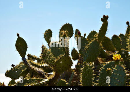 Cactus à fleurs et fleurs sauvages couverture indienne Banque D'Images